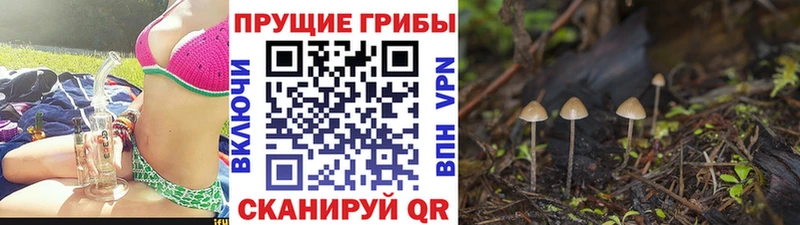 как найти наркотики Спас-Деменск Псилоцибиновые грибы Magic Shrooms